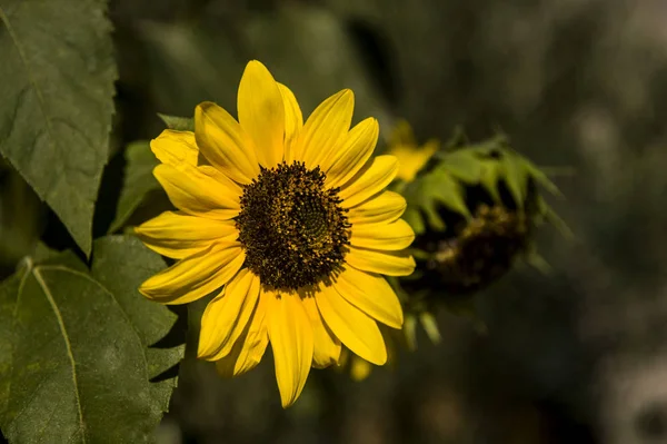 Girasoles Rama Fullsun — Foto de Stock