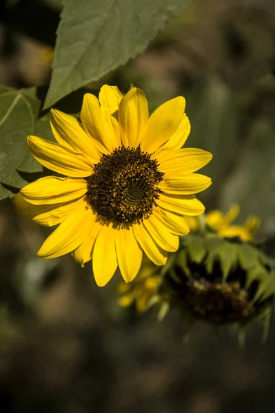 Girasoles Rama Fullsun — Foto de Stock