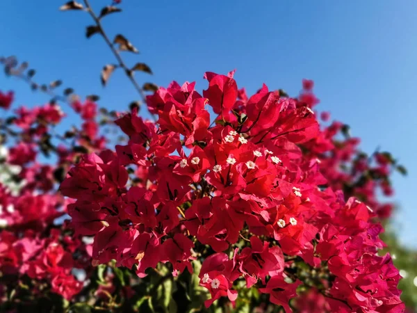 Röd Bougainvillea Med Vita Blommor Grenarna — Stockfoto