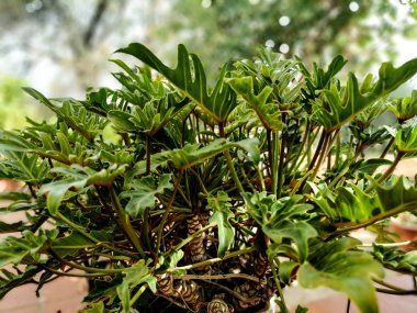 Çalı yaprakları üzerinde yeşillik ve doğal çizgiler