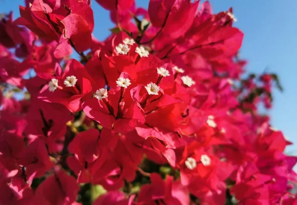 Röd Bougainvillea Med Vita Blommor Grenarna — Stockfoto