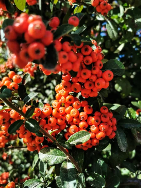 Πορτοκαλί Μούρα Του Pyracantha Εξωτερικούς Χώρους — Φωτογραφία Αρχείου