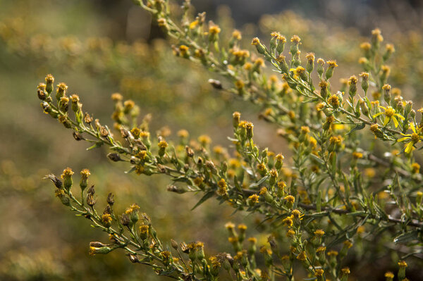 autumn wild grass with yellow flowers
