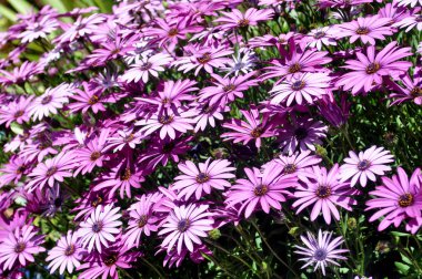 Pembe papatyalar Şafakta tam güneş