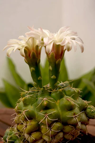 Cactus Flores Delicadas Pétalos Perlas — Foto de Stock