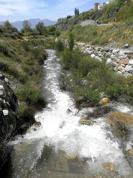 Δύο Ώριμα Λεμόνια Στο Κλαδί — Φωτογραφία Αρχείου