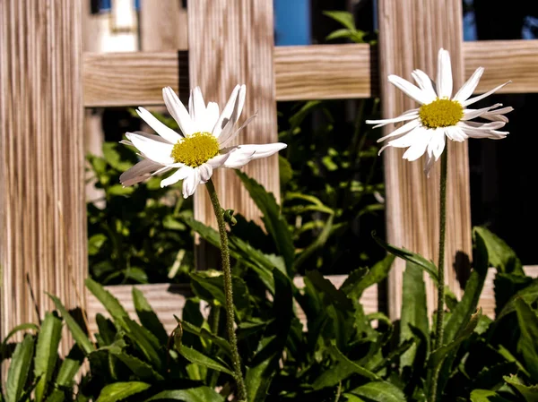 Herbstliche Gänseblümchen Garten Und Holzzaun — Stockfoto