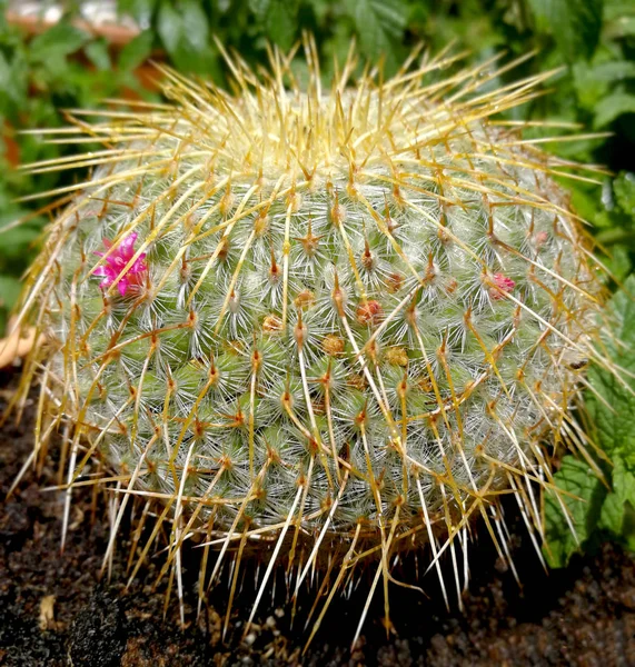 Cactus Redondo Con Espinas —  Fotos de Stock