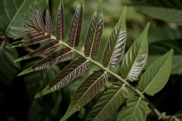 Takken Bladeren Van Ligustrum Lucidum Wild Privet — Stockfoto