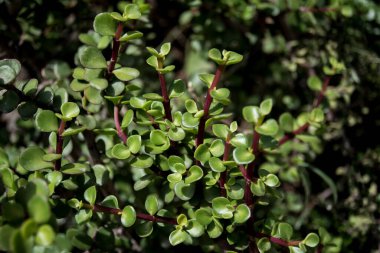 Portulacaria, madeni para bitkisi, bereketli ağaç