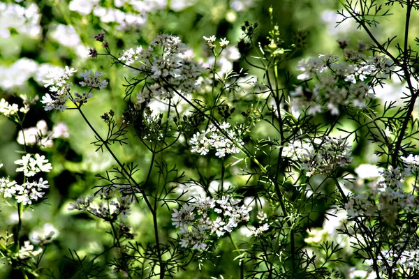 Minuscules Fleurs Coriandre Dans Jardin — Photo