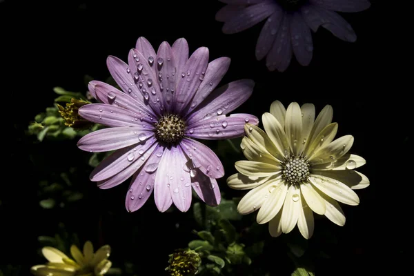 Elegante Gänseblümchen Garten — Stockfoto