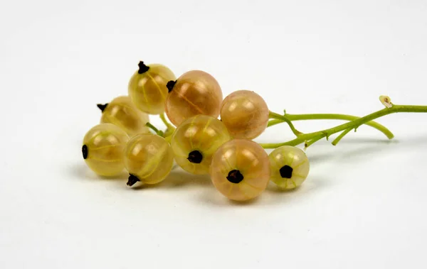 Ribes Bianco Studio Girato Sfondo Bianco — Foto Stock