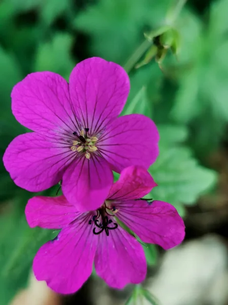 Purpurowe Himalajskie Kwiaty Geranium Pierwszym Planie — Zdjęcie stockowe