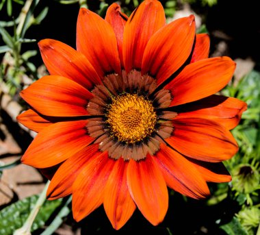 Gazania Bahçede tam güneş