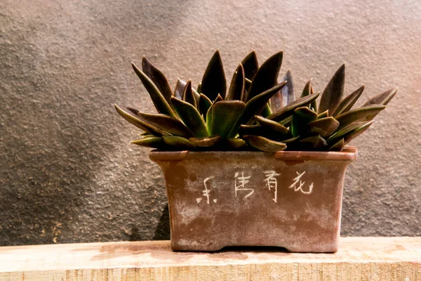 Jade Plant Elegant Bonsai Pot — Stock Photo, Image