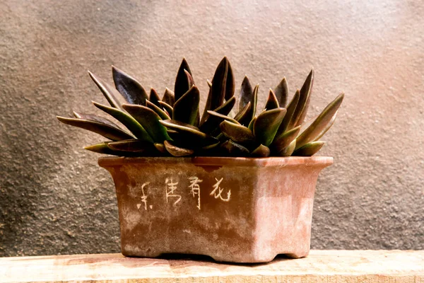 Jade Plant Elegant Bonsai Pot — Stock Photo, Image