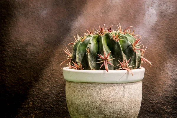 Cactus Con Grandes Espinas Maceta —  Fotos de Stock