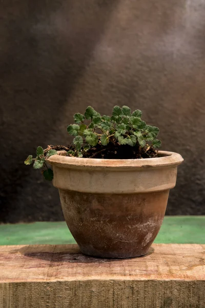 Pequeno Pote Interessante Com Planta — Fotografia de Stock
