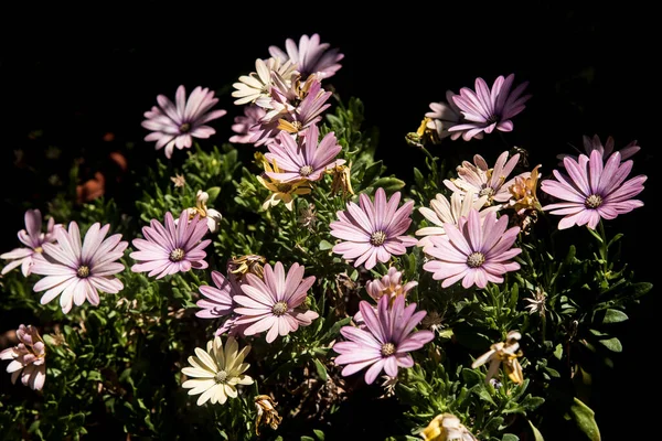 Blass Violette Gänseblümchen Topf Garten — Stockfoto