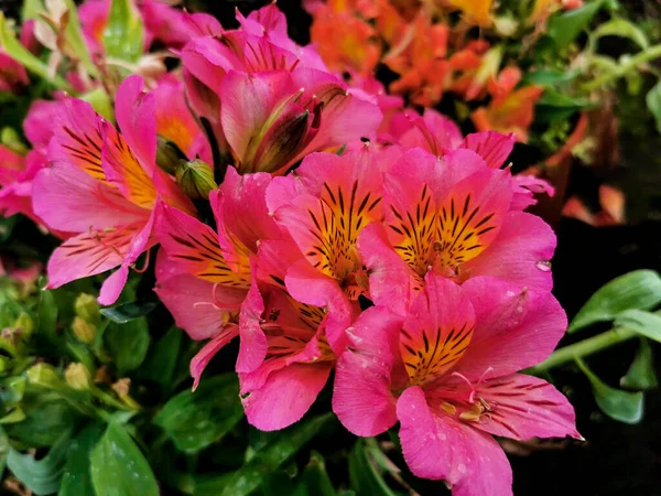 Trópusi Rózsaszín Alstroemeria Vagy Liliom Peru — Stock Fotó