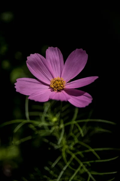 Rosa Kosmos Blume Auf Schwarz — Stockfoto