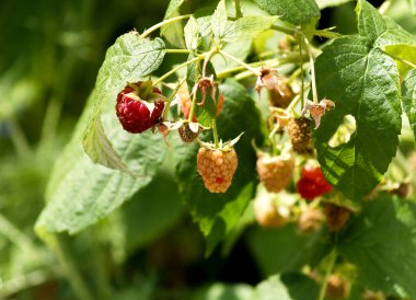 Çalı dalında olgunlaşmış ahududular