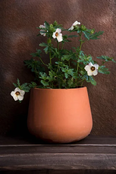 Maceta Decorativa Barro Con Flores — Foto de Stock