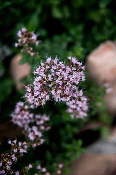 Roze Oregano Bloesem Tak — Stockfoto