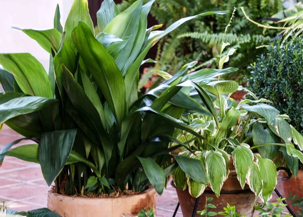 stock image green leaves on pot at corner of the garden