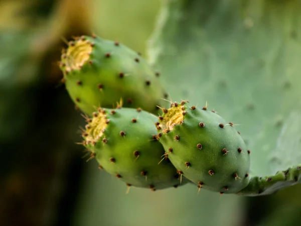 Stekelige Peren Tak — Stockfoto