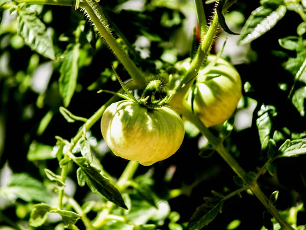 Pomodori Maturi Ramo Giardino — Foto Stock