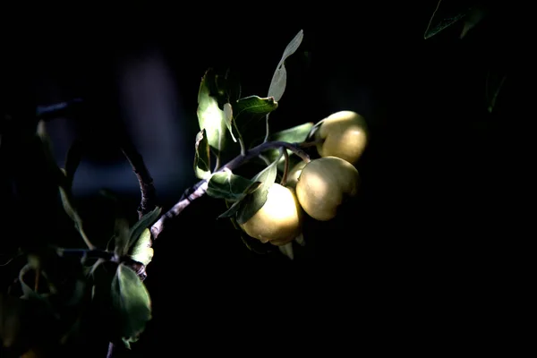 Rode Bloem Van Sappige Plant — Stockfoto