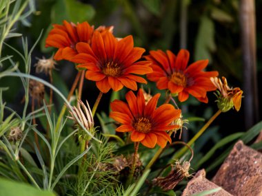 Gazanias goup bahçede ön planda