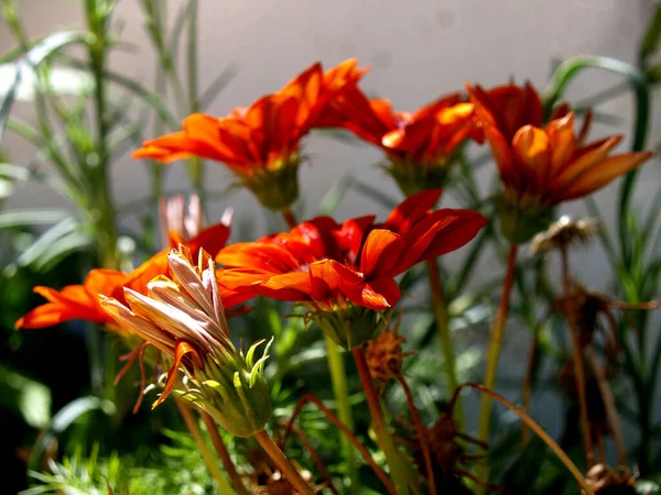 Pomarańczowe Gazania Kwiaty Ogród — Zdjęcie stockowe