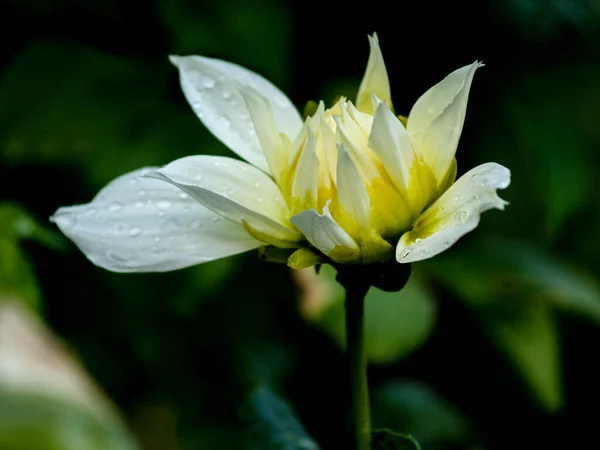 Нерозкрита Жовта Квітка Після Дощу — стокове фото
