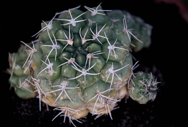 Nagy Fehér Tövisű Kaktusz — Stock Fotó