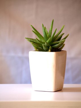 Zarif beyaz bir tencerede sulu bir bitki