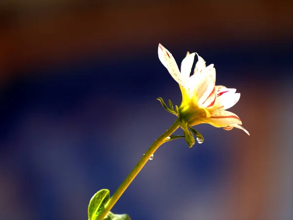 Flor Única Sobre Fondo Abstracto Color —  Fotos de Stock