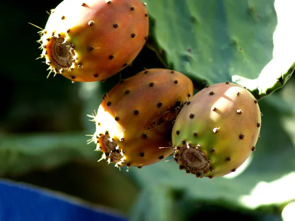 Rijpe Stekelige Peren Tak — Stockfoto