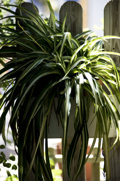 Chlorophytum Comosum в саду на горшке