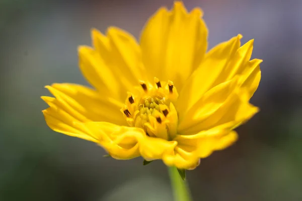 Mały Żółty Kwiat Zbliżenie Makro Shot — Zdjęcie stockowe