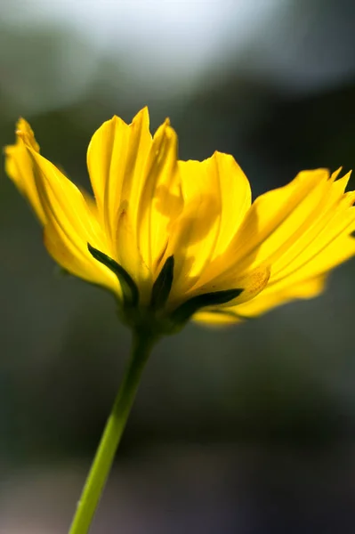 Kleine Gelbe Blume Nahaufnahme Makroaufnahme — Stockfoto