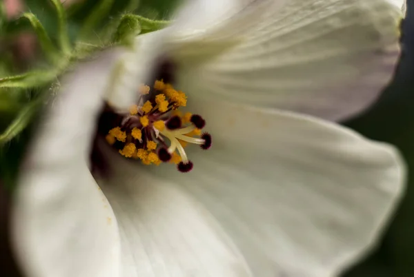 Fiore Velluto Pistillo Vicino Immagine Stock