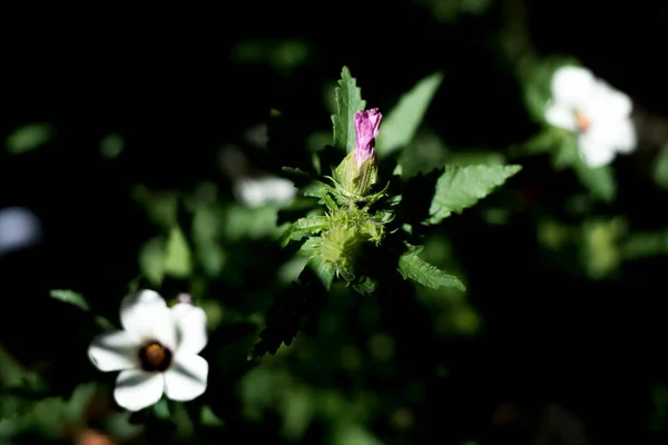Flor Hibisco Jardín —  Fotos de Stock