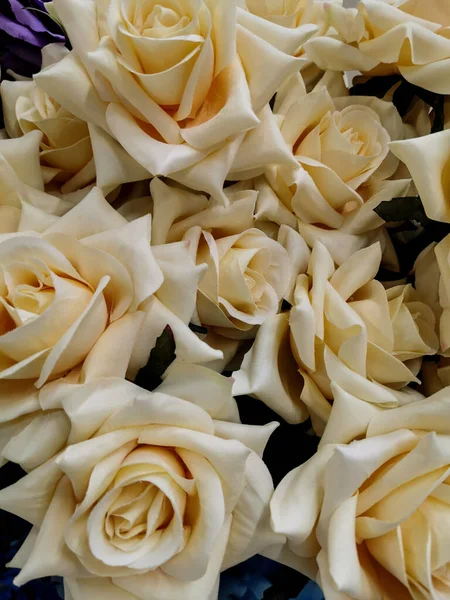 Бледные Розы Шелковой Ткани — стоковое фото