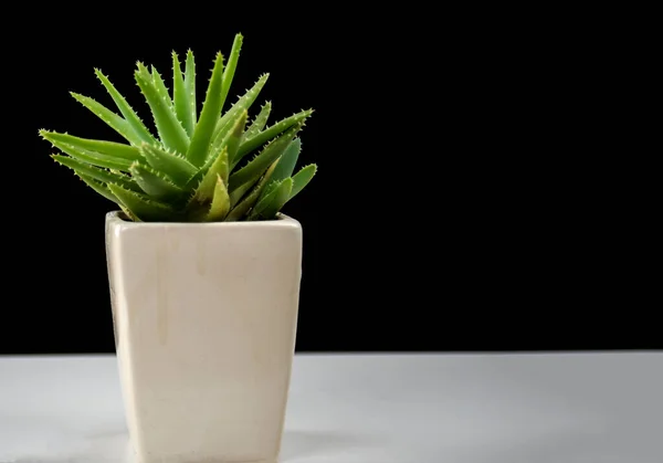 Pianta Succulenta Vaso Ceramica Artistica Bianca — Foto Stock