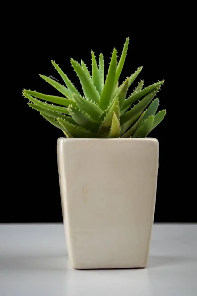 Pianta Succulenta Vaso Ceramica Artistica Bianca — Foto Stock