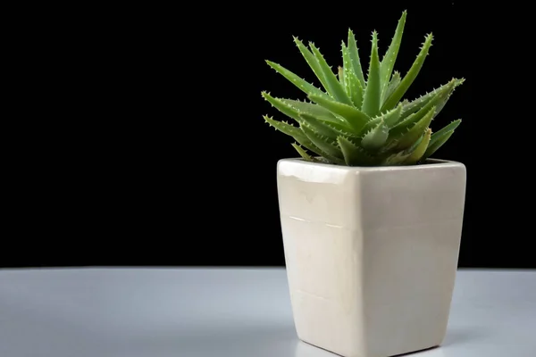 Суккулентное Растение Белом Керамическом Горшке — стоковое фото