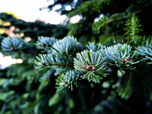 Folhas Abeto Azuis Brilhantes Natureza — Fotografia de Stock